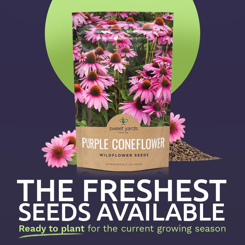 Purple Coneflower Seeds – Bulk Quarter Pound Packet – Over 12,000 Open Pollinated Non-GMO Wildflower Seeds – Echinacea