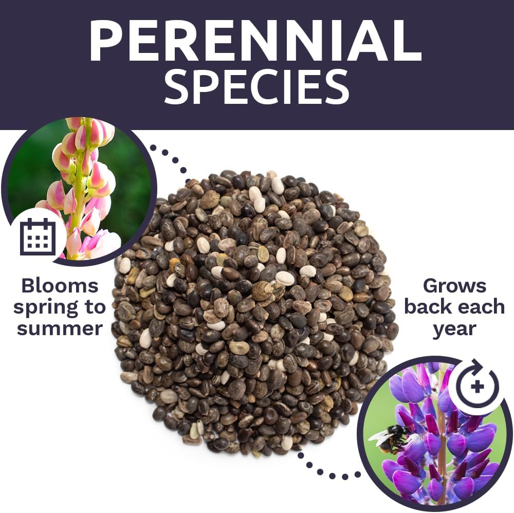 Russell Lupine Seeds – Bulk Quarter Pound Bag – Over 5,000 Open Pollinated Non-GMO Perennial Wildflower Seeds – Lupinus