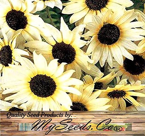 1 lb (6,500+ Seeds) Sunflower Sunny Sun Flower Crazy Mix Sunflower Seeds - Non-GMO Seeds By MySeeds.Co (1 lb Sunflower
