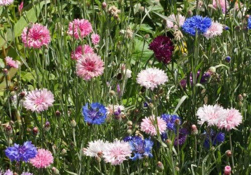 Cornflower/Bachelor Button Seeds - Tall Mix Centaurea Cyanus Non GMO Bulk (1 lb) 90,000 Seeds