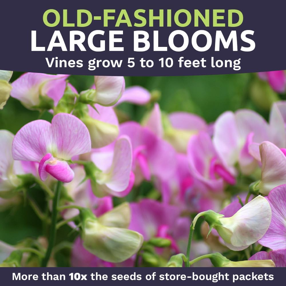 Sweet Pea Seeds Heirloom Mix - Bulk 1/4 Pound Bag - Over 1,400 Seeds - Large Fragrant Lavender, Purple, Red, Pink and