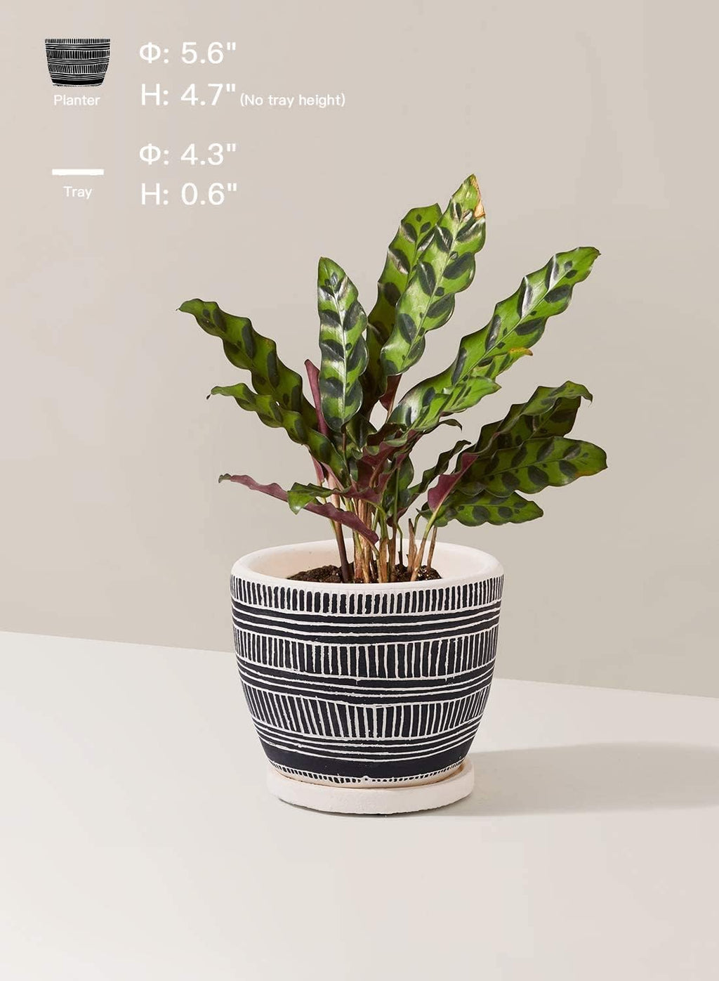 LE TAUCI 5.5 Inch Boho Plant Pots Indoor, Artisanal Cement Pots for Plants, Succulent Pots with Drainage Holes and