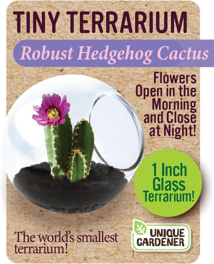 Tiny Terrarium Plant Seeds 6 Variety Cacti Pack, DIY Indoor Succulents and Live Plants for Home or Garden Planting