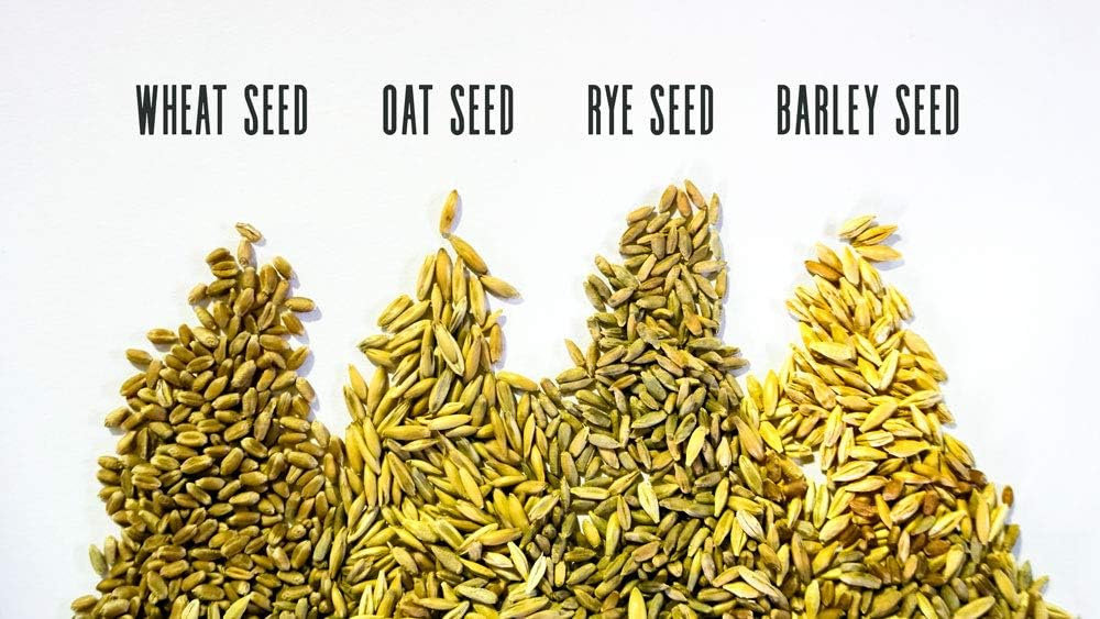 Cat Grass Blend - Wheat, Barley, Oats, and Rye Seed Mix - Non-GMO - Certified Organic - Bonus CAT Toy (10 LB)