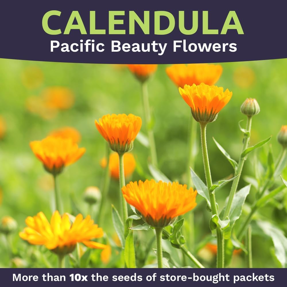 Calendula ‘Pacific Beauty Mix’ – Bulk Quarter Pound Bag – Over 12,000 Open Pollinated Non-GMO Wildflower Seeds –