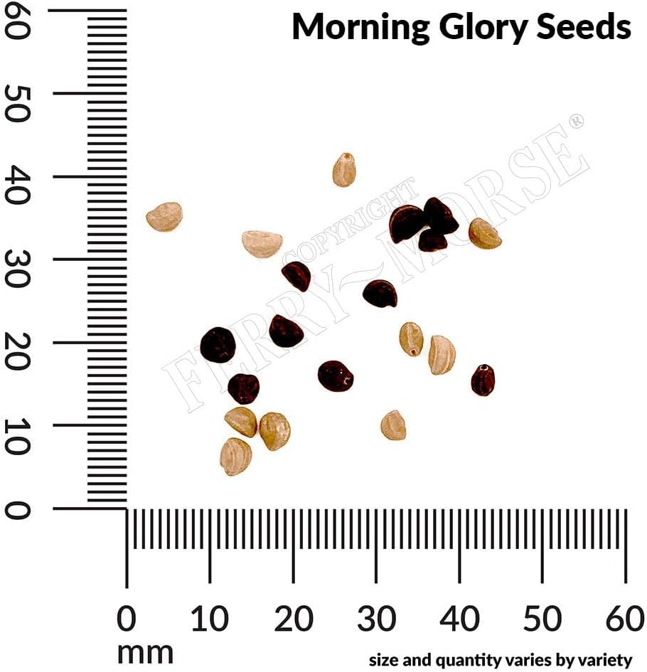 Ferry Morse Morning Glory Heavenly Blue Flowering Plant Seeds - Attracts Pollinators, GMO Free - 12 Pack - Plant Seed