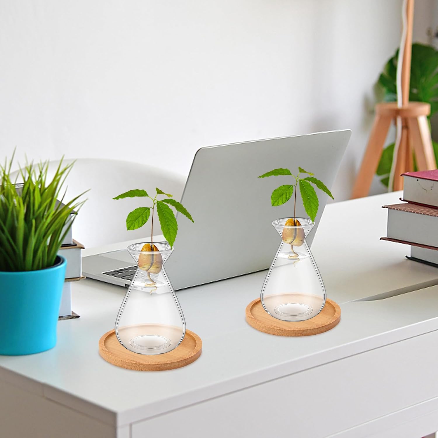 6Pcs Small Avocado Seed Starter Vase with Bamboo Base Avocado Tree Growing Vase Kit Avocado Seed Sprout Starter Vase