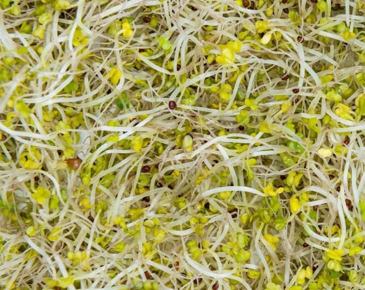 Food to Live - Broccoli Seeds for Sprouting, 1 Pound Vegan, Kosher, Sirtfood, Bulk. Rich in Sulforaphane, Vitamin C