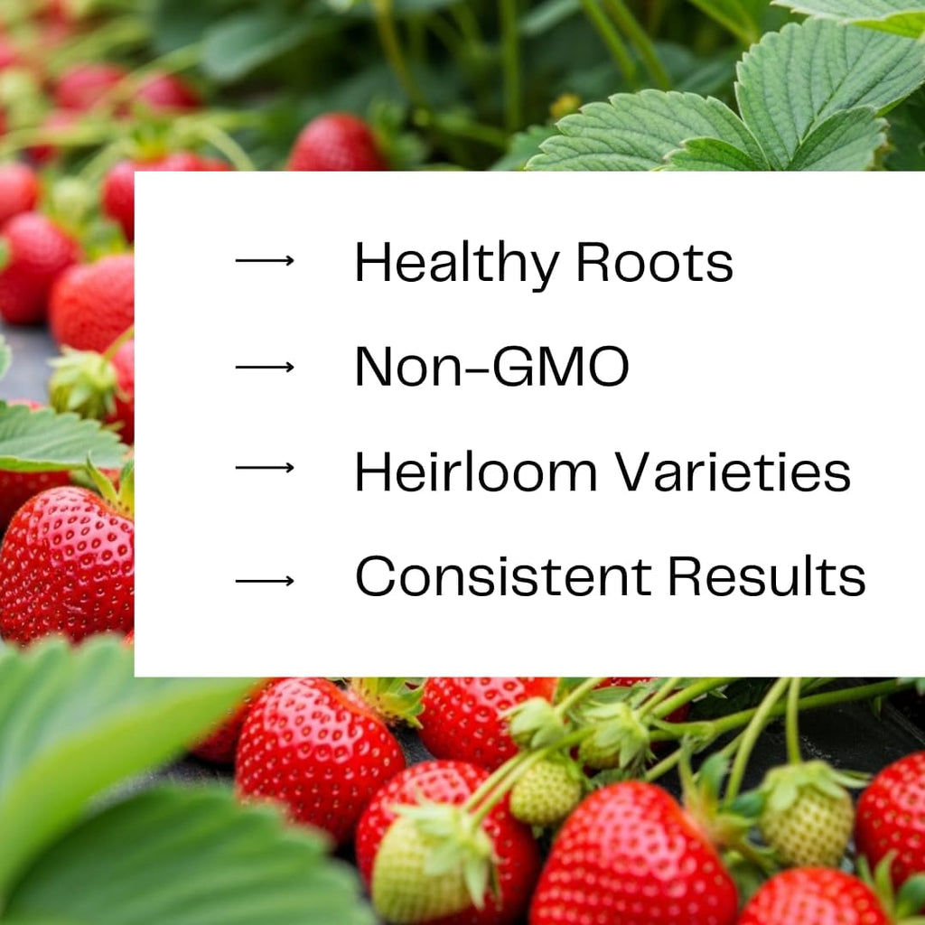 Ruby Giant Strawberry Plants – Extra Large Sweet Strawberries – High Yield Strawberry Runners – Big Fruit, Easy to Grow