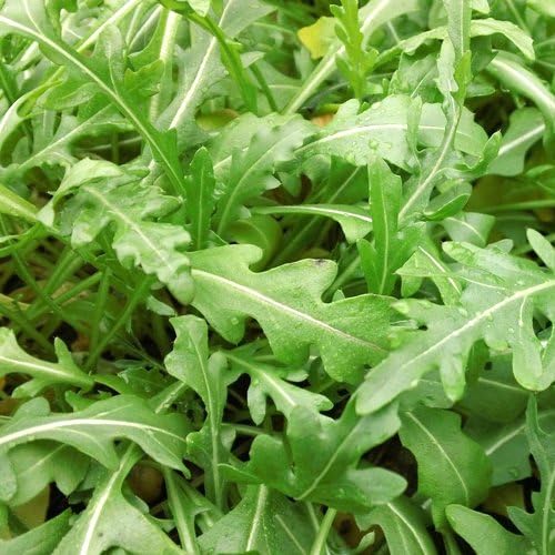 Bulk Non GMO Arugula Seeds (1/2 lb) 82,500 Seeds - Heirloom, Open Pollinated - Fortified with Mycorrhizae