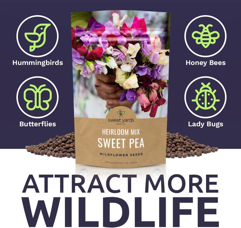 Sweet Pea Seeds Heirloom Mix - Bulk 1/4 Pound Bag - Over 1,400 Seeds - Large Fragrant Lavender, Purple, Red, Pink and