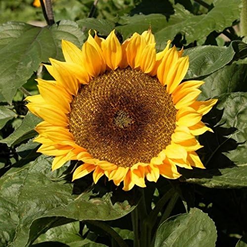 ~ Dwarf Sunspot Sunflower Seeds (1/4 Lb) (Helianthus Annuus) 1,000 Seeds Non GMO