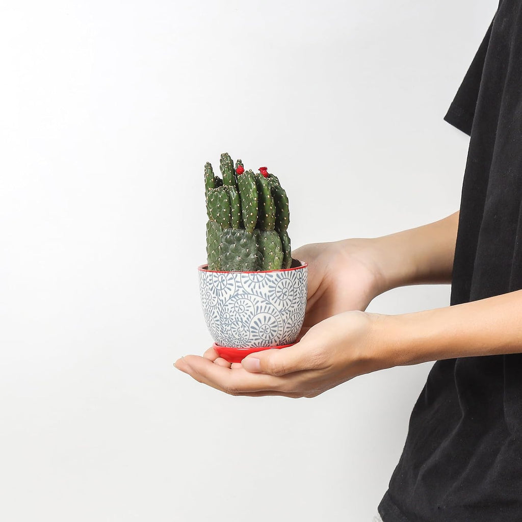 Selamica Ceramic Succulent Pots with Drainage Holes, Small Flower Pots 3.5 Inch Plant Pots for Indoor Plants with