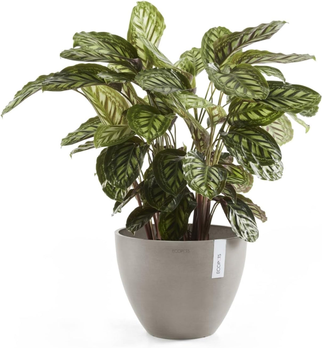Ecopots Antwerp Round Tapered Flower Planter, Taupe, 12" | Modern Style, Durable Recycled-Based Composite Construction