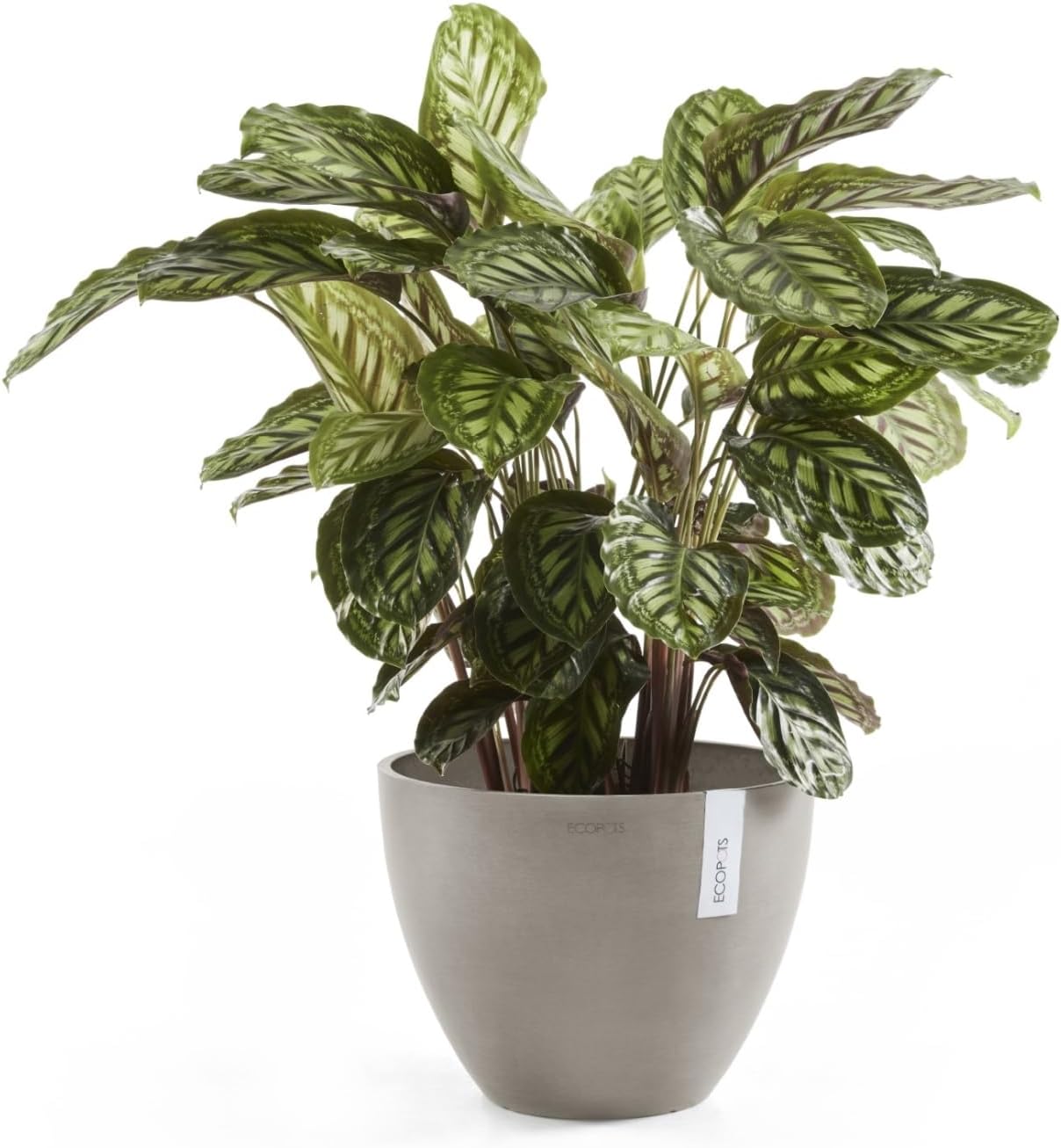 Ecopots Antwerp Round Tapered Flower Planter, Taupe, 12" | Modern Style, Durable Recycled-Based Composite Construction