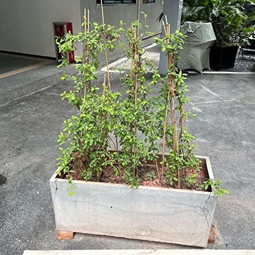 Plant Stakes,16IN Natural Garden Bamboo Sticks, 20Pcs Plant Support Stakes