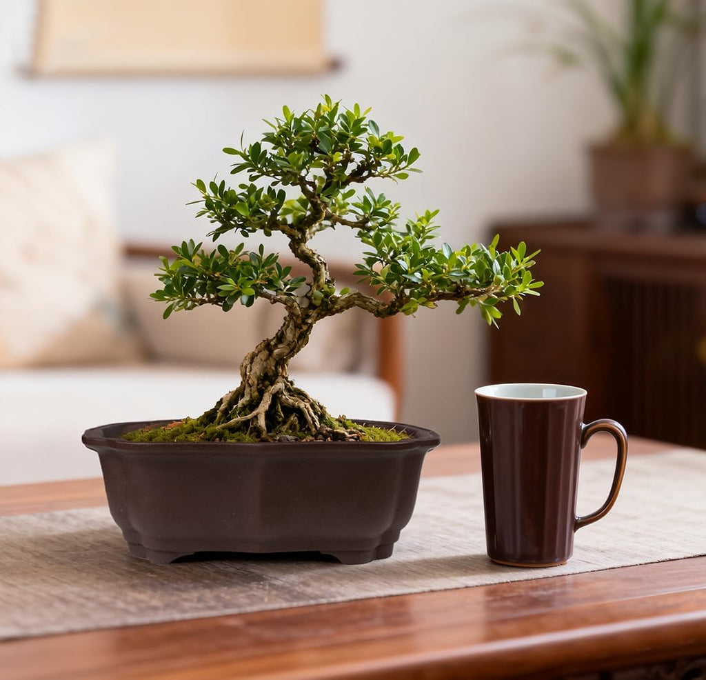 MUZHI 2 Pack 8" Unglazed Ceramic Bonsai Tree Pot Training Planter with Drainage Wiring Hole, Breathable Handmade Zisha
