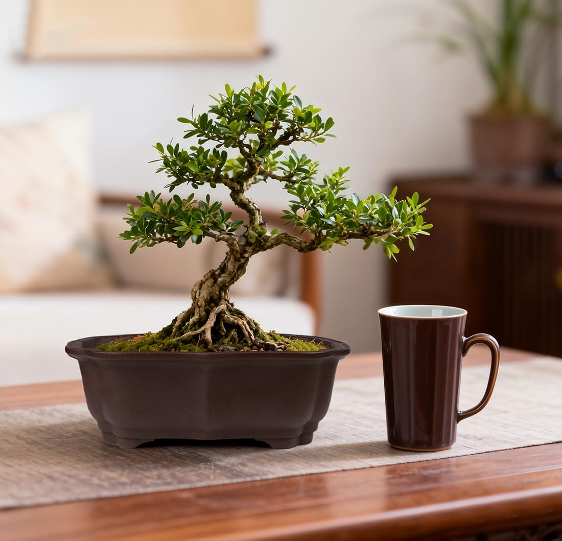 MUZHI 2 Pack 8" Unglazed Ceramic Bonsai Tree Pot Training Planter with Drainage Wiring Hole, Breathable Handmade Zisha