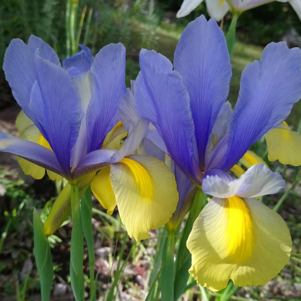 Montecito & Miss Saigon Iris Mix Bulbs - Perennial Dutch Iris, Fragrant Blooms | Spring Flowering 15x Montecito and 15x