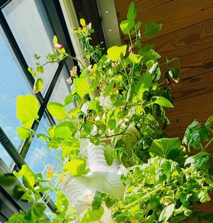 Indoor Desktop Hydroponics Tower System Growing Kit Perfect for Edible Flowers, Herbs, and Vegetables for Homes