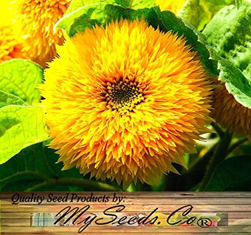1 lb (6,500+ Seeds) Sunflower Sunny Sun Flower Crazy Mix Sunflower Seeds - Non-GMO Seeds By MySeeds.Co (1 lb Sunflower