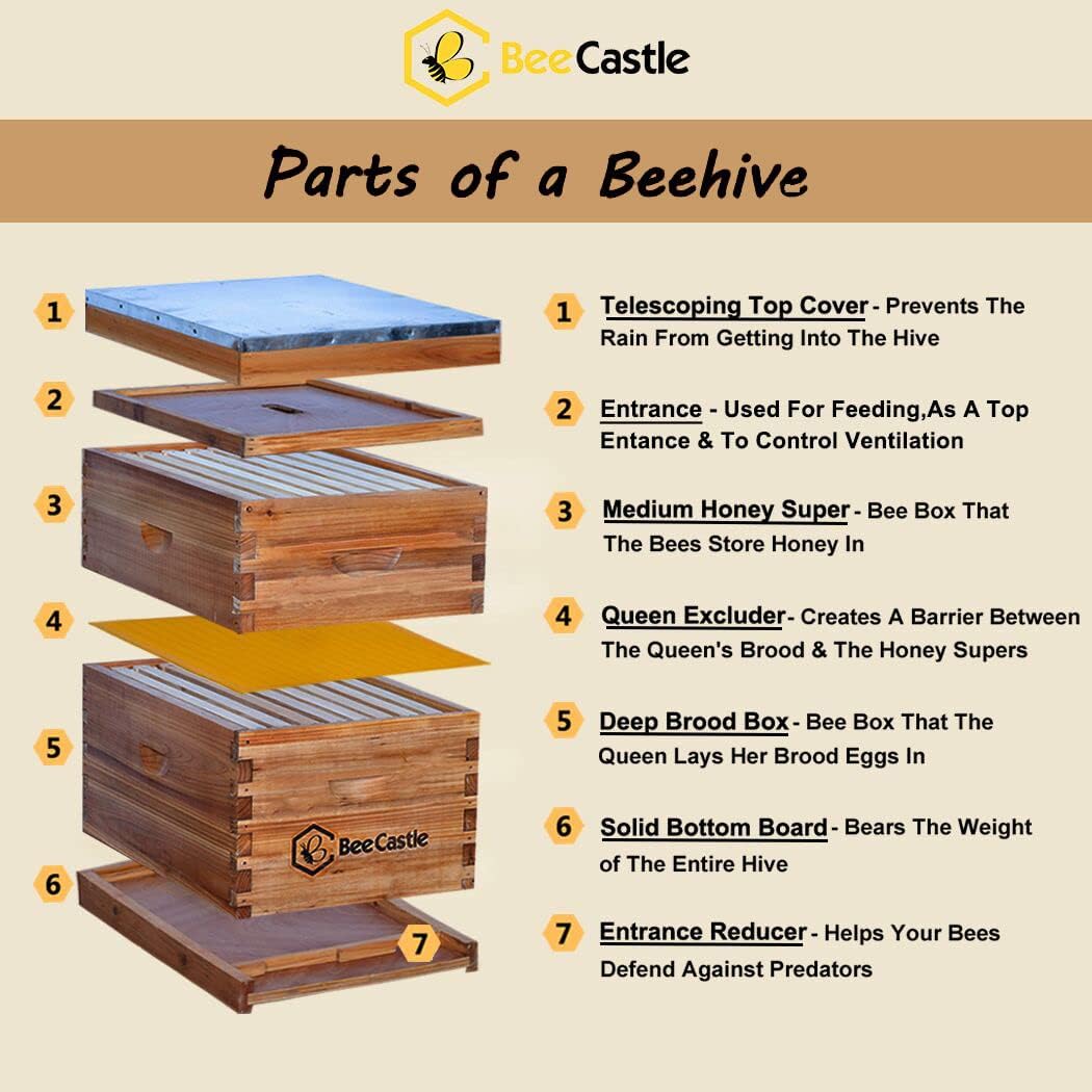 BeeCastle 8 Frame Langstroth Bee Hive Coated with Beeswax Includes Beehive Frames and Waxed Foundations (1 Deep Box & 1