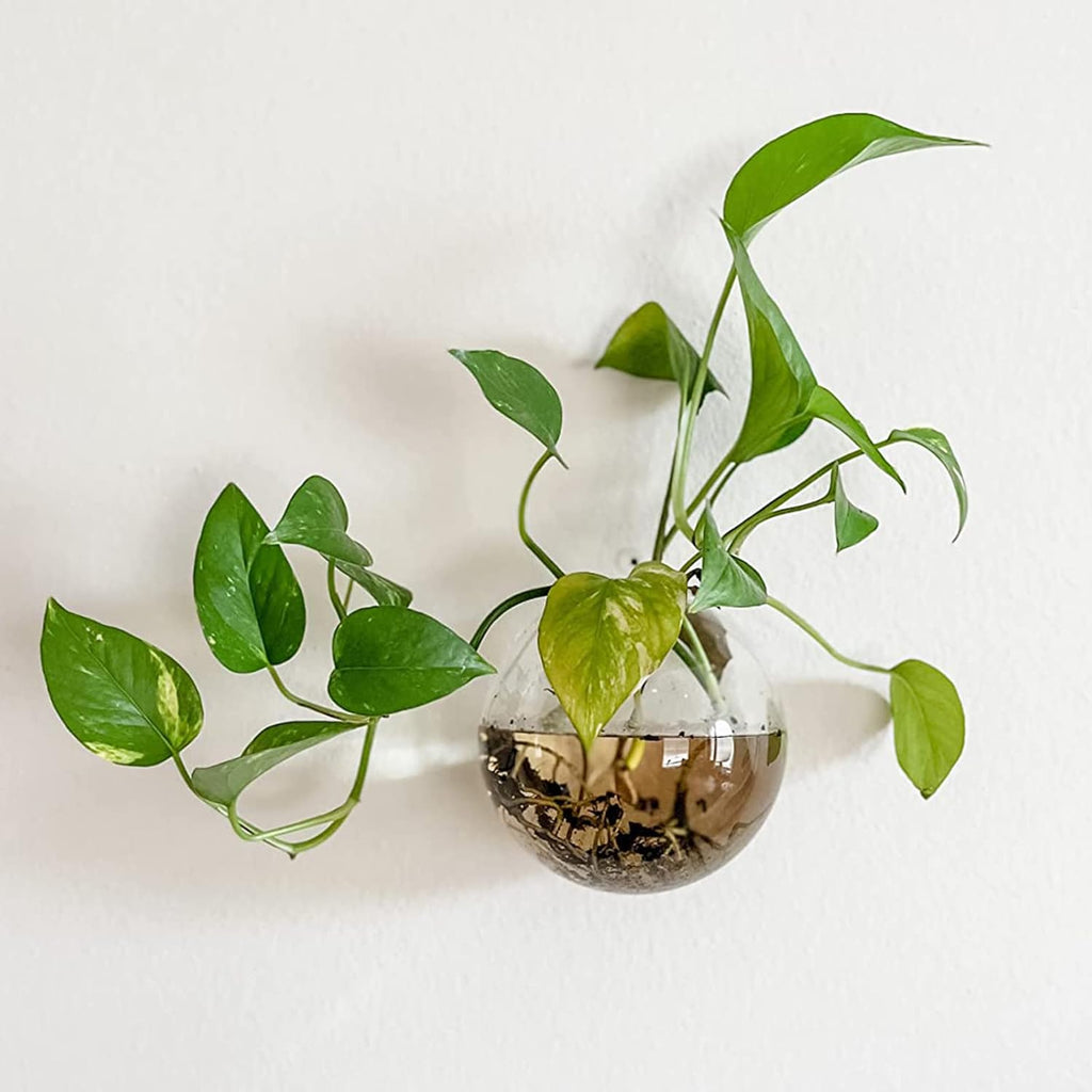 6 Pack Wall Hanging Planters Terrarium, 4.7 Inch Glass Oblate Globe Plants Containers, Wall Mount Clear Flower Vase for