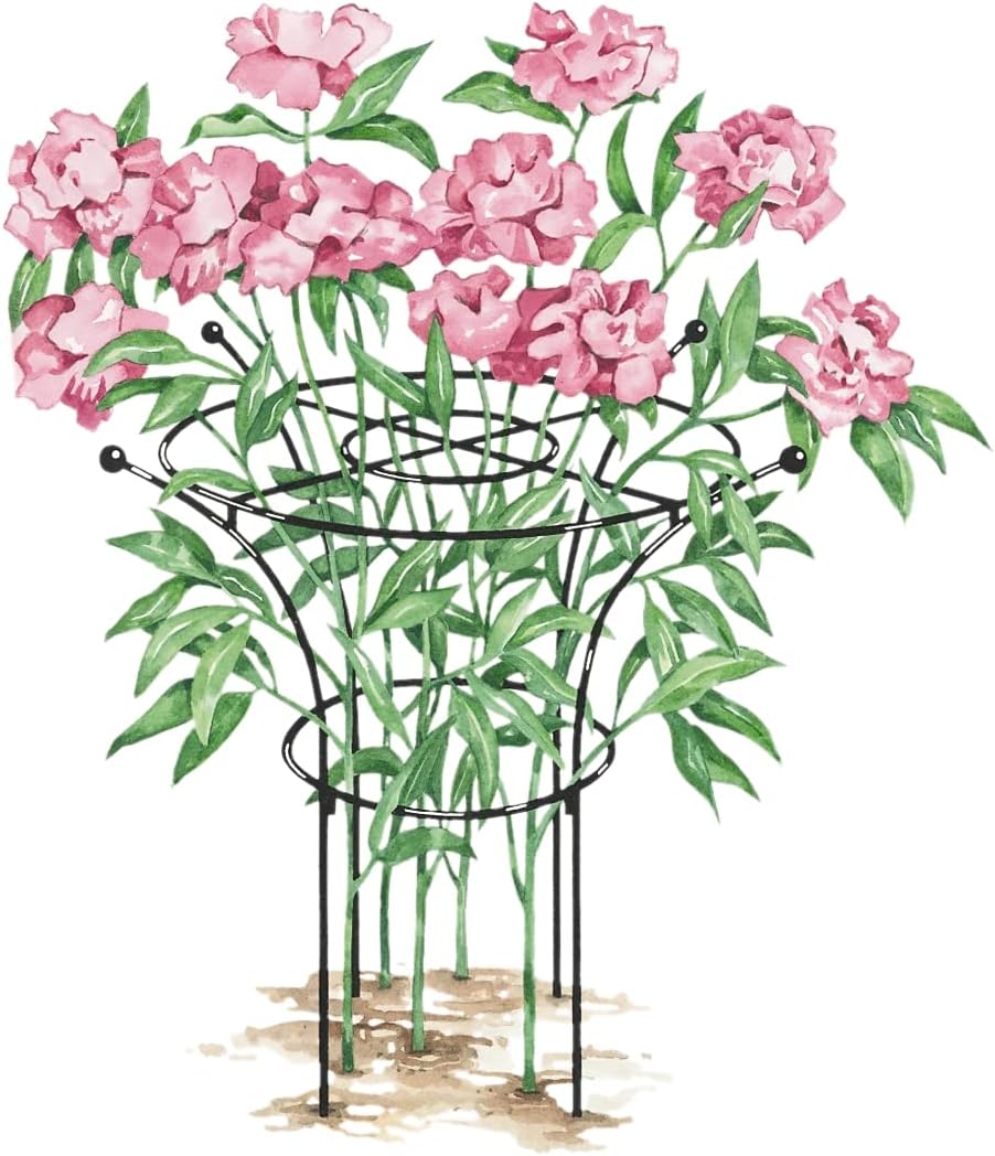 Gardener's Supply Company Essex Plant Support Frame for Peonies, Rose, Ornamental Flower Garden Cage - Wide Top Rings