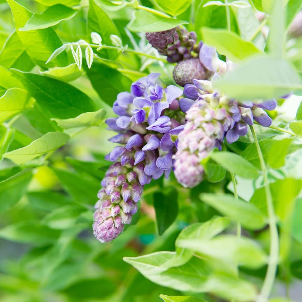 Perfect Plants Amethyst Falls Wisteria Live Plant, 1 Gallon, Vine | Fragrant purple blooms attract bees and
