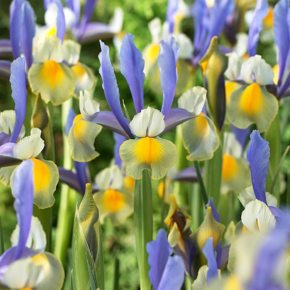 Montecito & Miss Saigon Iris Mix Bulbs - Perennial Dutch Iris, Fragrant Blooms | Spring Flowering 15x Montecito and 15x