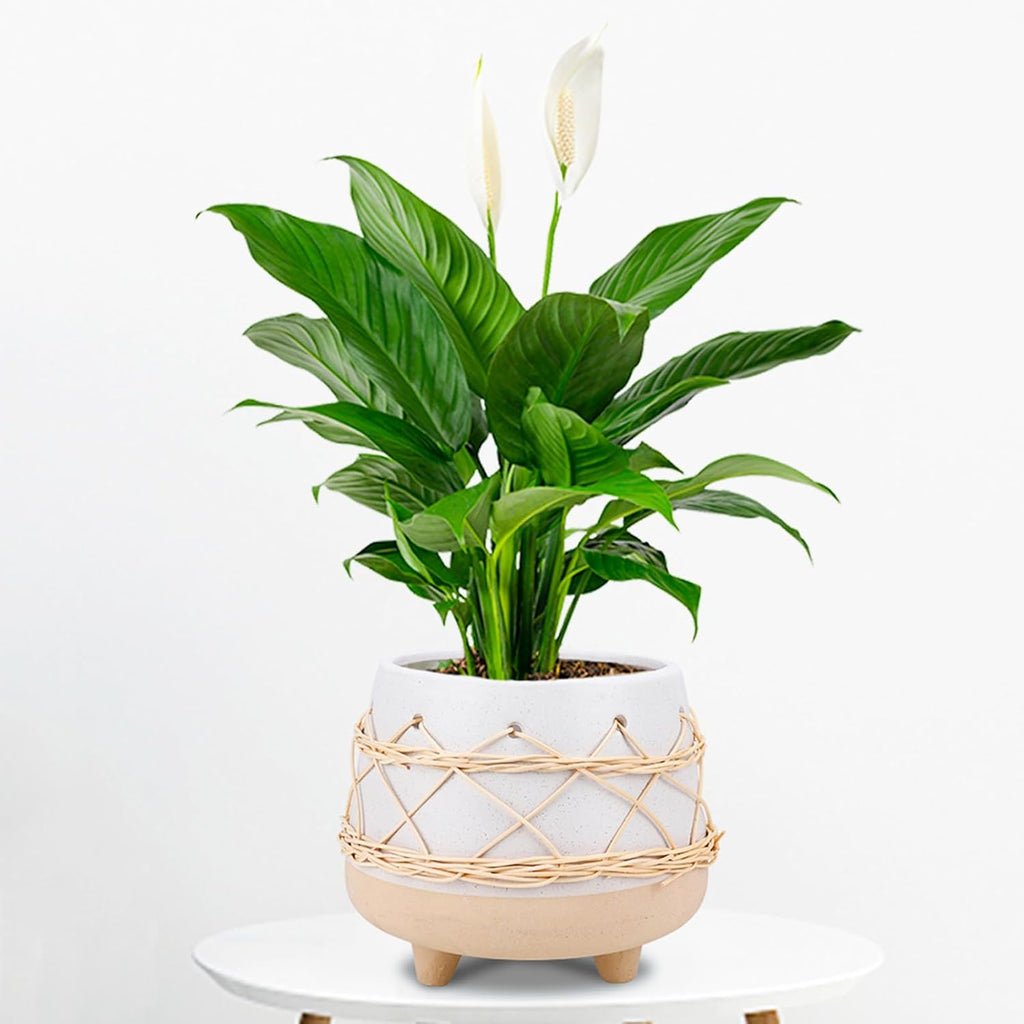 8 in Ceramic Planter Pot for Indoor & Outdoor Plant, Flower | Modern Rattan Accent Design, Mid-Century Planter with
