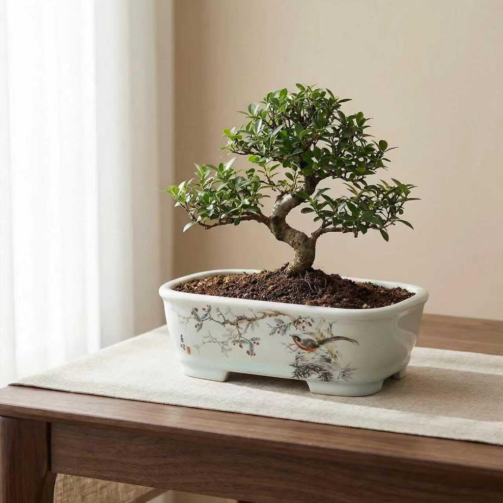8" Bonsai Pots with Tray, Rectangular Planter in Blue & White | 8" glazed ceramic bonsai pots with tray, large shallow