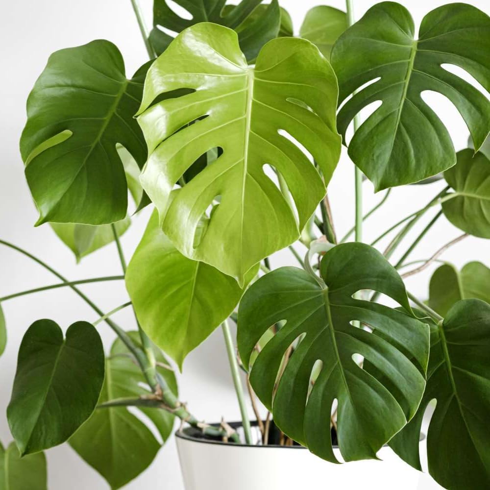 Green Philodendron Plant Live, Starter Houseplant, 5-8 Inch Tall | Zones 10-12 Indoors, Tropical Foliage, Moss Pole
