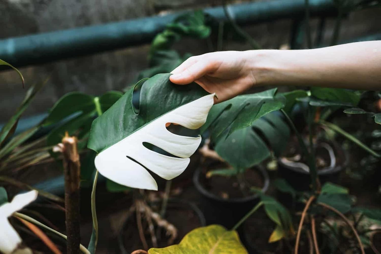 Monstera Borsigiana Planting Mix - Promotes Steady Growth and Vibrant Leaves - 10 Quart (2 Bags of 5 Quart)