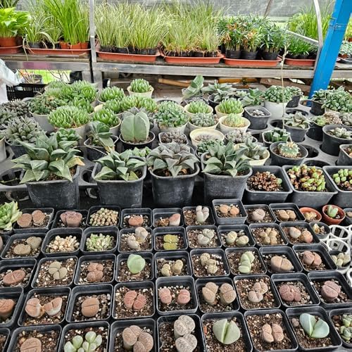 BTPLASTIK Square Nursery Pots 5.5 Inch, 50Pcs Plastic Sturdy Reusable Seedling Pots with Drainage Holes, Garden Flower Planters for Indoor/Outdoor, Transplanting, Succulents, Cuttings, Black