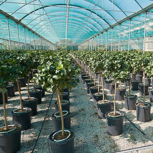 One Stop Outdoor 60 PCS Premium Hevy Duty Drip Irrigation Watering Ring, Halo, Circle, Great for Greenhouse &