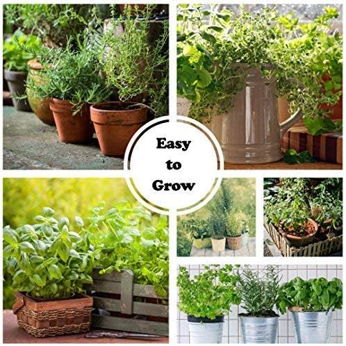 Sustainable Seed Co Culinary Herb Seeds Variety Pack – 10 Non-GMO | Herb Seeds for Indoor & Outdoor Gardens – Includes