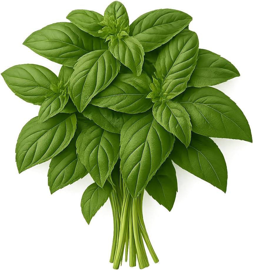 Herb Seedlings: Ready-to-Plant Seedlings, Starts, Plugs, Garden-Ready, Live Plants, Transplants, Pre-sprouted, for Soil
