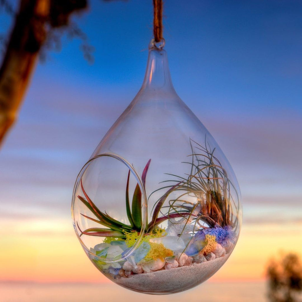 SuperMoss (90420) Beach Terrarium DIY Kit – Create Stunning Nature-Inspired Mini Gardens – Perfect for Home Decor