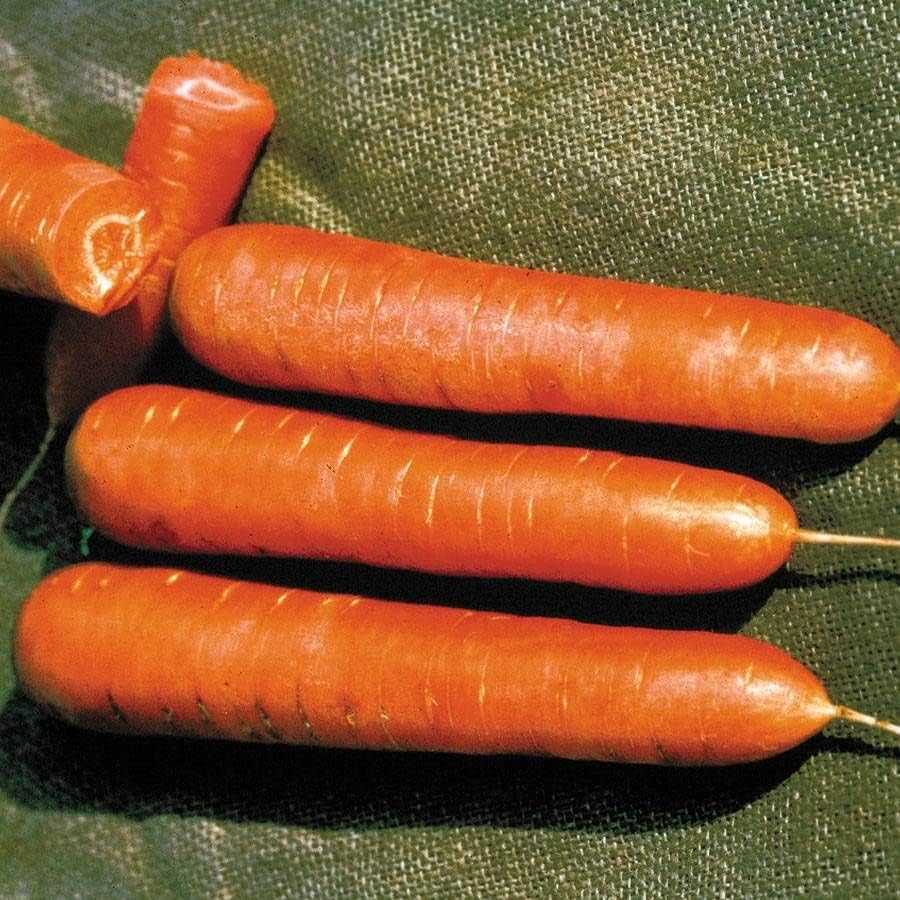 Park Seed Cool Season Vegetable Seed Collection – Non-GMO Fall Garden Kit with Beet, Carrot, Spinach, Lettuce, Kohlrabi