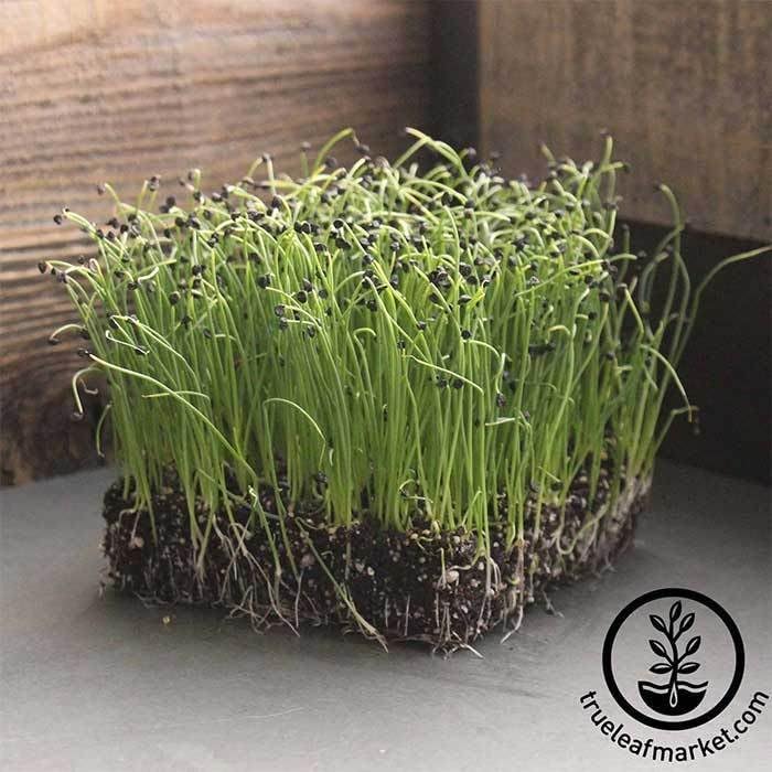Handy Pantry Onion Sprouting & Microgreens Seeds – 1 LB – Non-GMO | Chemical-Free – High-Germination Seeds Fresh Onion