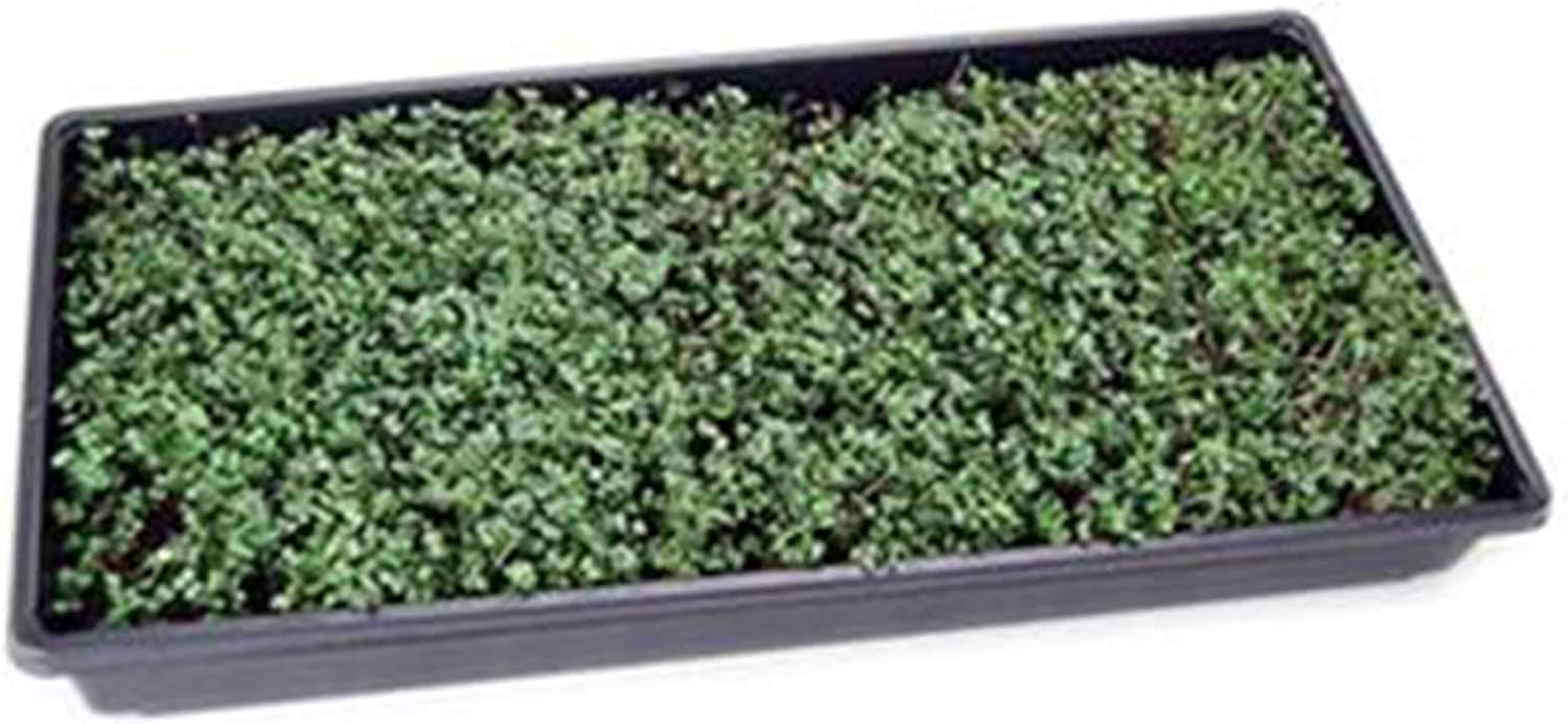 Mountain Valley Seed Co Spicy Micro Salad Mix Microgreens Seeds 1 Lb | Non-GMO Seed Blend: Broccoli, Kale, Mustard