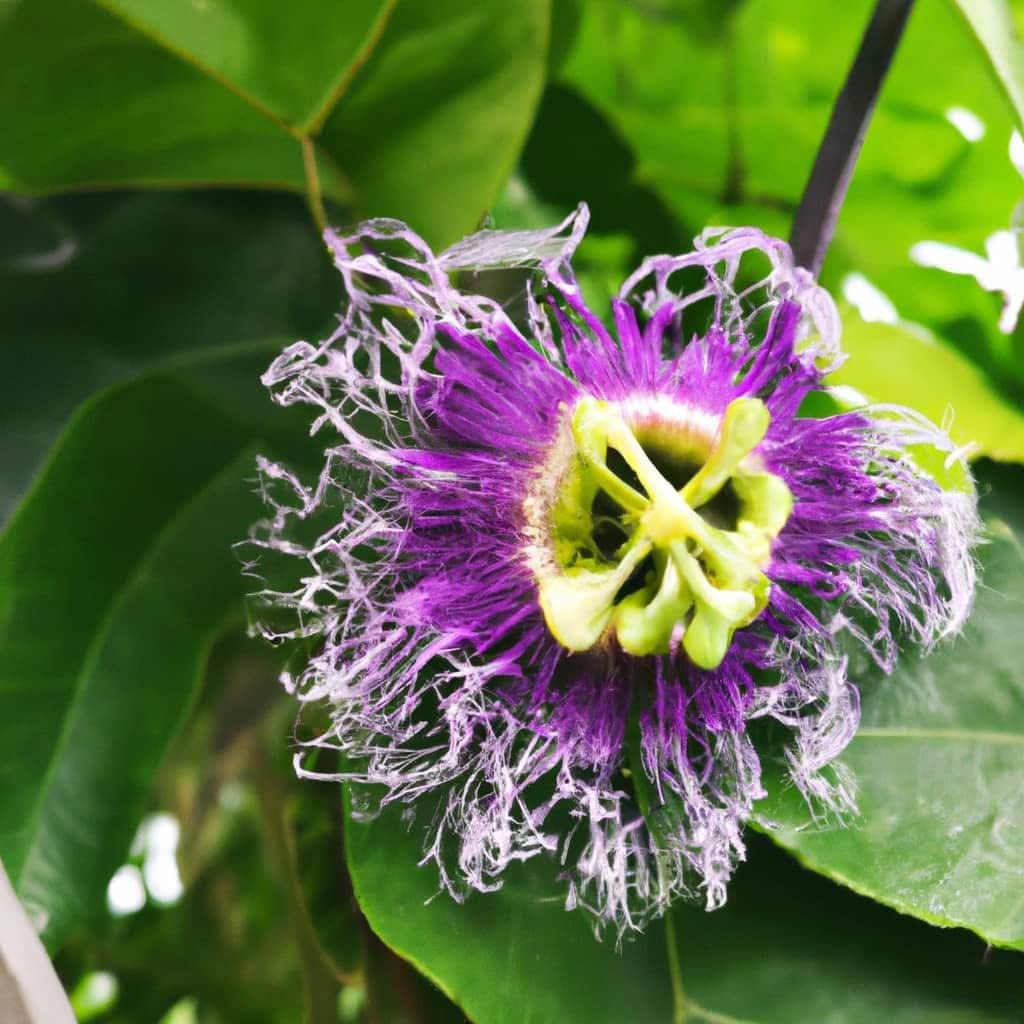 Passion Fruit Live Plant 4 Pack – 'Possum Purple' (Maracuya) — Self-Fertile Passiflora edulis Vine for Trellis, Arbor &