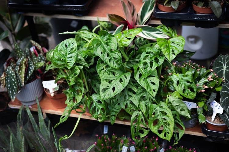 Premium Swiss Cheese Plant Potting Mix - Monstera Deliciosa Blend for Optimal Nutrients and Drainage for Healthy Growth