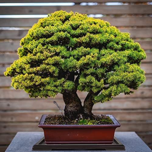 Pinkunn 6 Pcs Bonsai Humidity Tray for Indoors and Outdoor Rectangular Drip