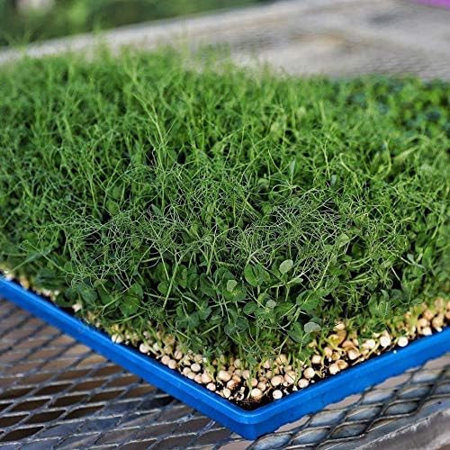 Bootstrap Farmer Extra Strength 1020 Trays, Purple with Holes, 10 Pack