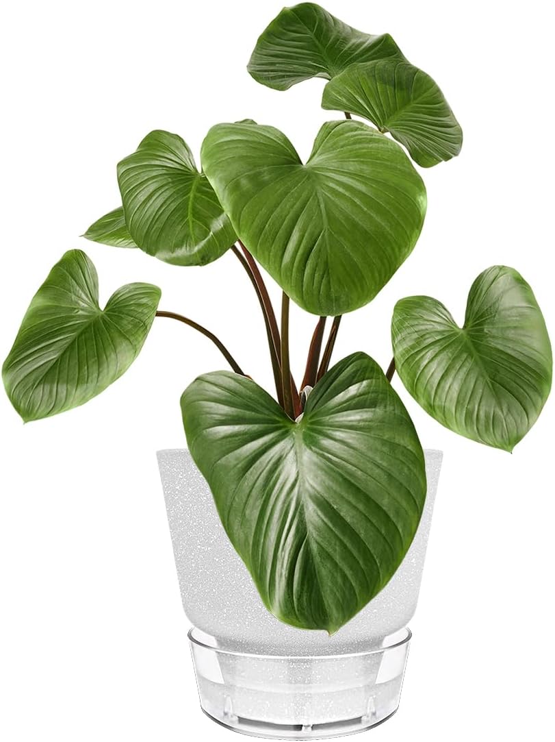 6-Inch Self-Watering Plant Pot with Visual Reservoir and Drainage Hole, Set of 5, Plastic Flower Pots, Planting Pot for