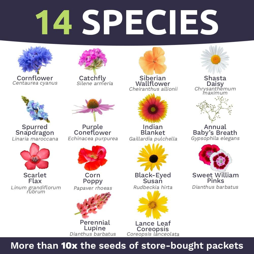 Northeast Wildflower Seed Regional Mixes - Bulk 1/4 Pound Bag - Over 30,000 Native Seeds - Open Pollinated and Non GMO
