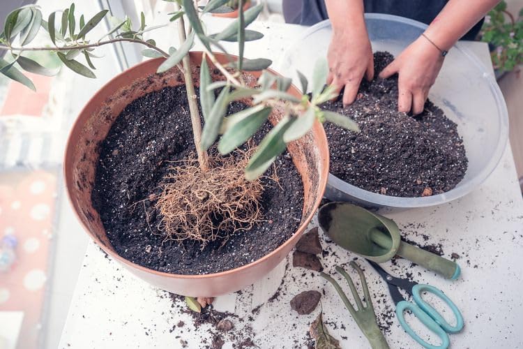 Premium Potting Mix for Olive Trees by Gardenera - 20 Quart - Promotes Strong Roots and Abundant Harvests (4 Bags of 5