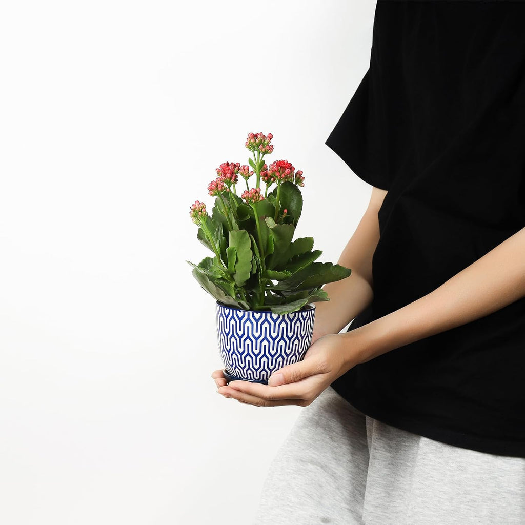 Selamica Ceramic Plant Pots, Indoor Flower Pots for Indoor Plants, 3.5+4.6+5.5 Planters with Drainage Hole & Saucer
